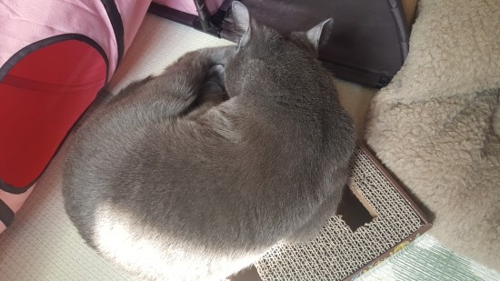 초코PC 이미지