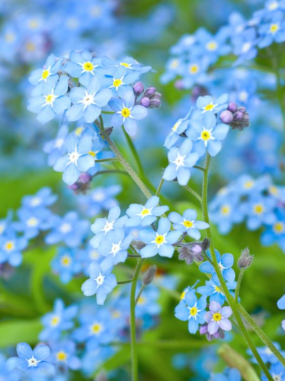 물망초forgetmenot 이미지