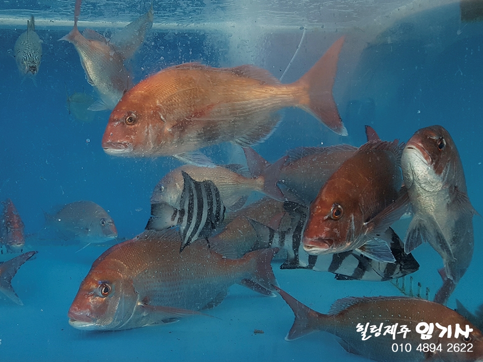 대경횟집 이미지