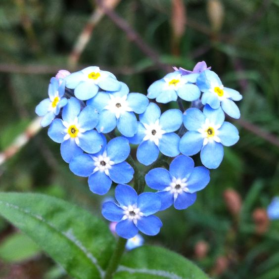 물망초forgetmenot 이미지