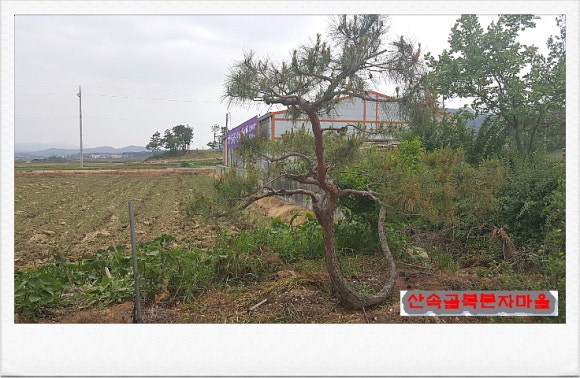 고창산속골복분자영농조합 이미지