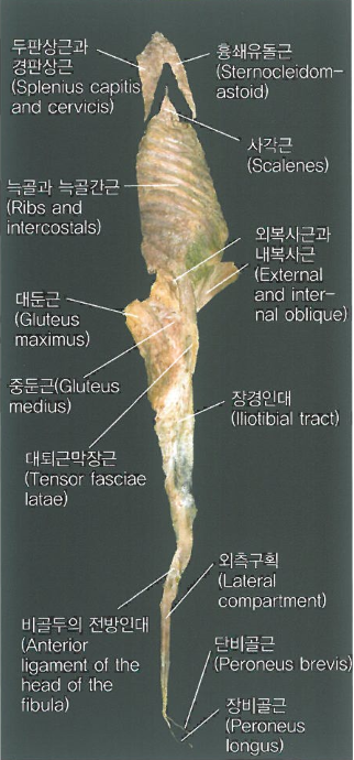 [동천동PT] - 근막경선 해부학 자세 분석 및 치료(아나토미 트레이닝) -5장 외측선.3 - . : 네이버 블로그