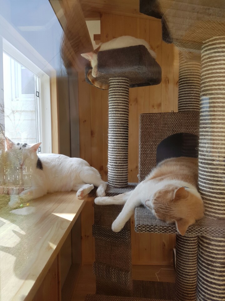 애기몽 이미지