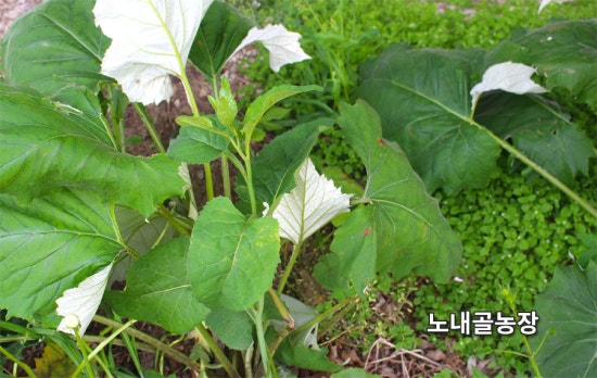 홍천노내골농장 이미지