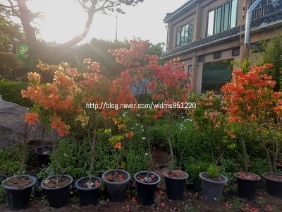 오성장미수목원 이미지