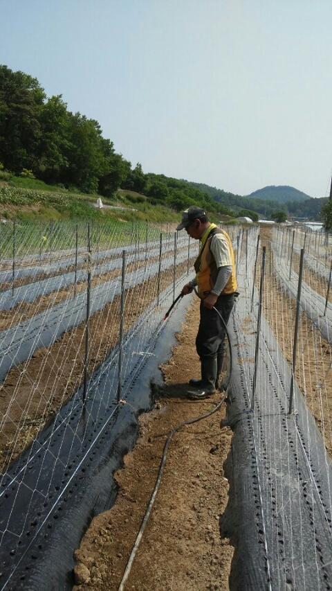 칠갑산둥근마 이미지
