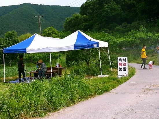 친환경체리 이미지