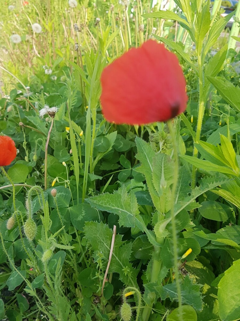 장항초등학교 이미지