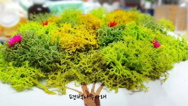 스칸디아 이미지