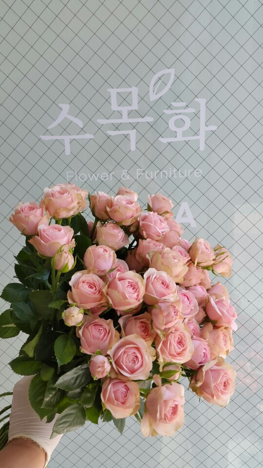 꽃집지니 이미지