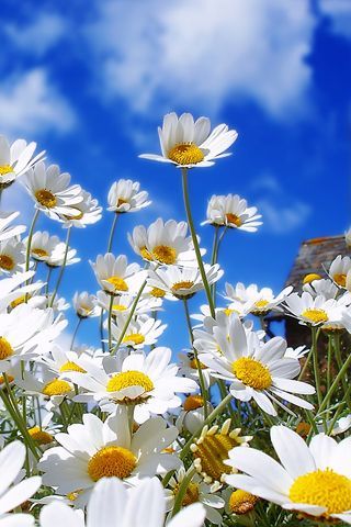 데이지(daisy) 이미지