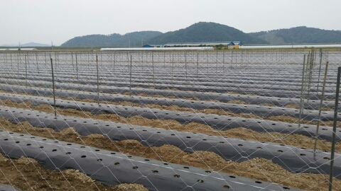 칠갑산둥근마 이미지