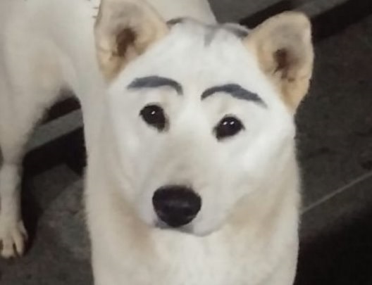 제이언니 이미지