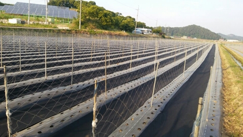 칠갑산둥근마 이미지