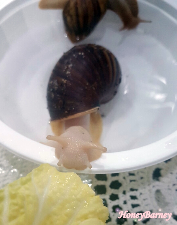 백와간 이미지