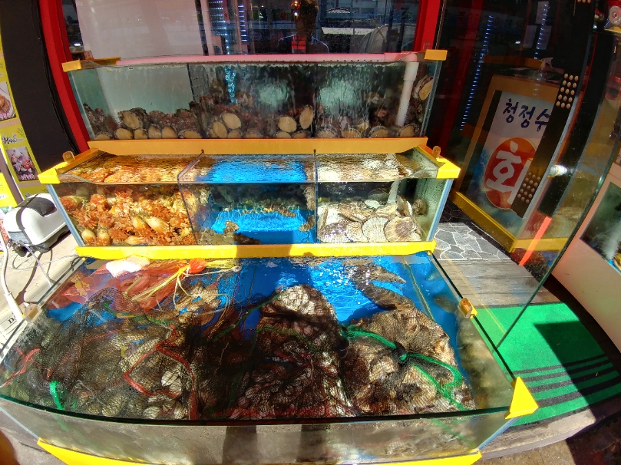 청정산오징어 이미지