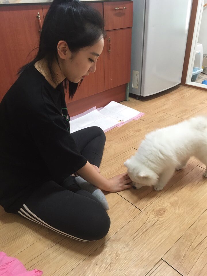 해피독반려견방문교육 이미지