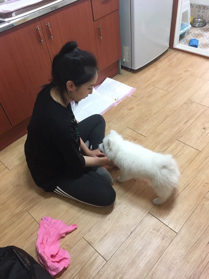 해피독반려견방문교육 이미지