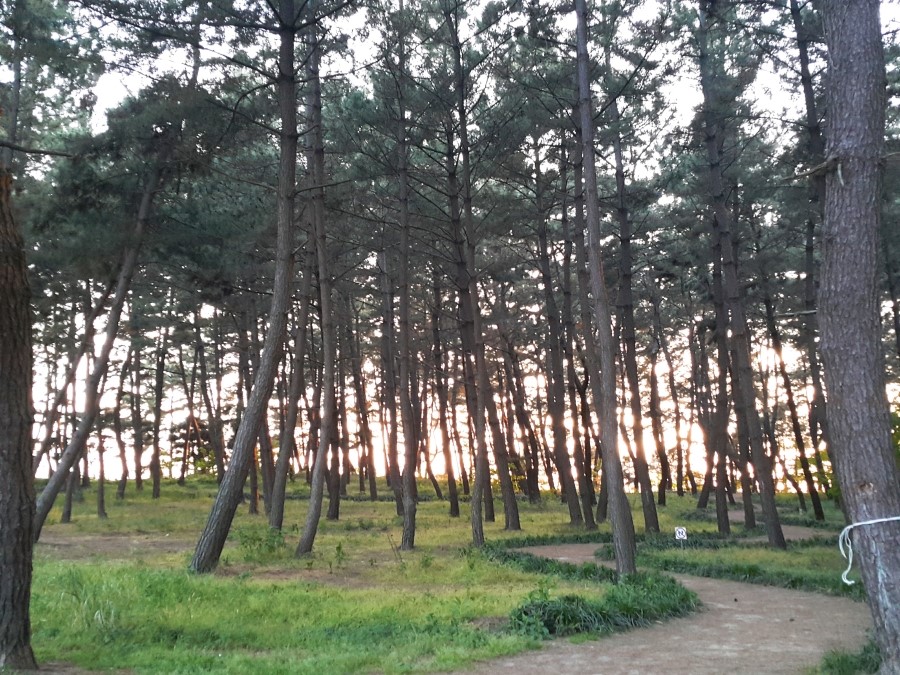 서천힐링캠핑장 이미지