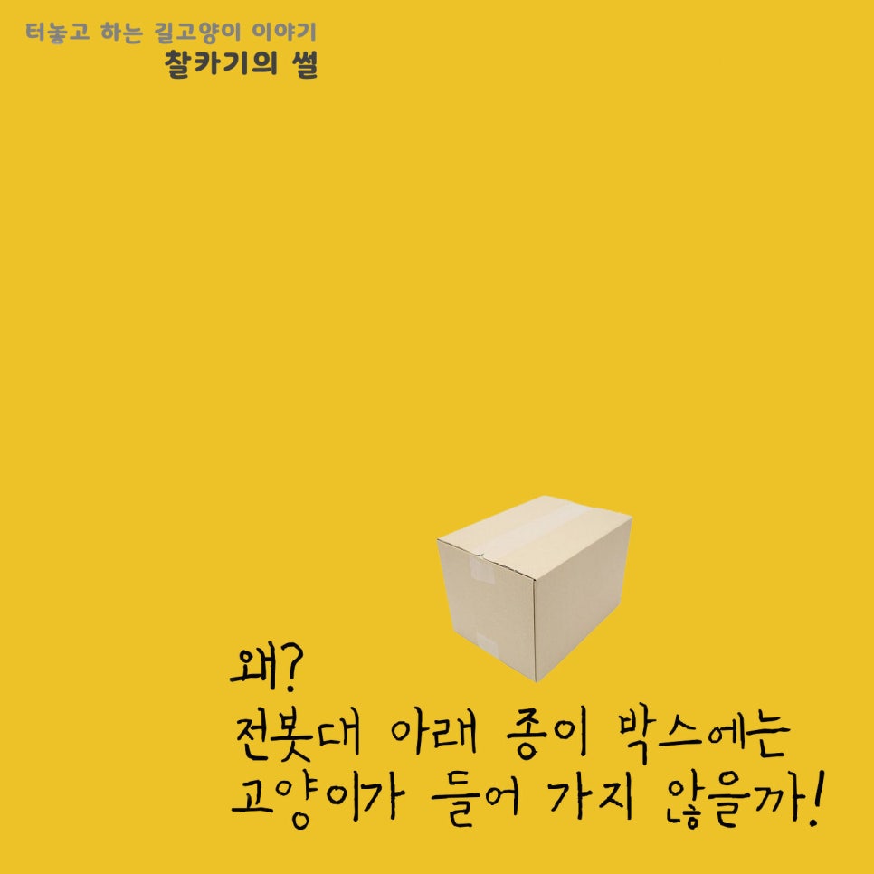 코랑마켓 이미지