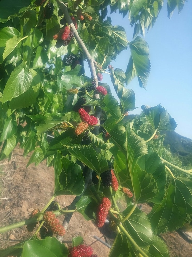 두메골농원 이미지