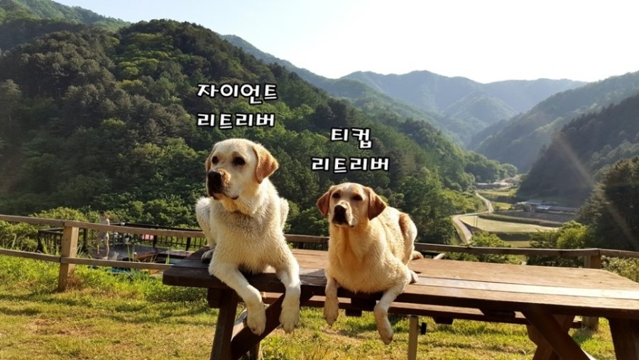 마루네일 이미지
