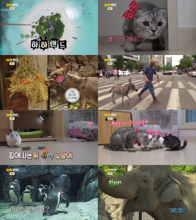 애니멀랜드 이미지