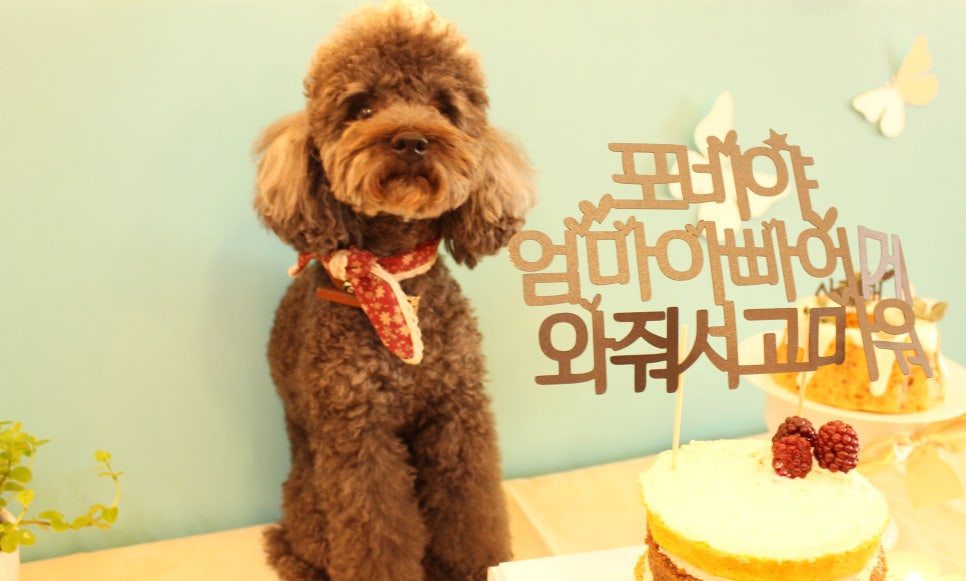 동물다방 이미지