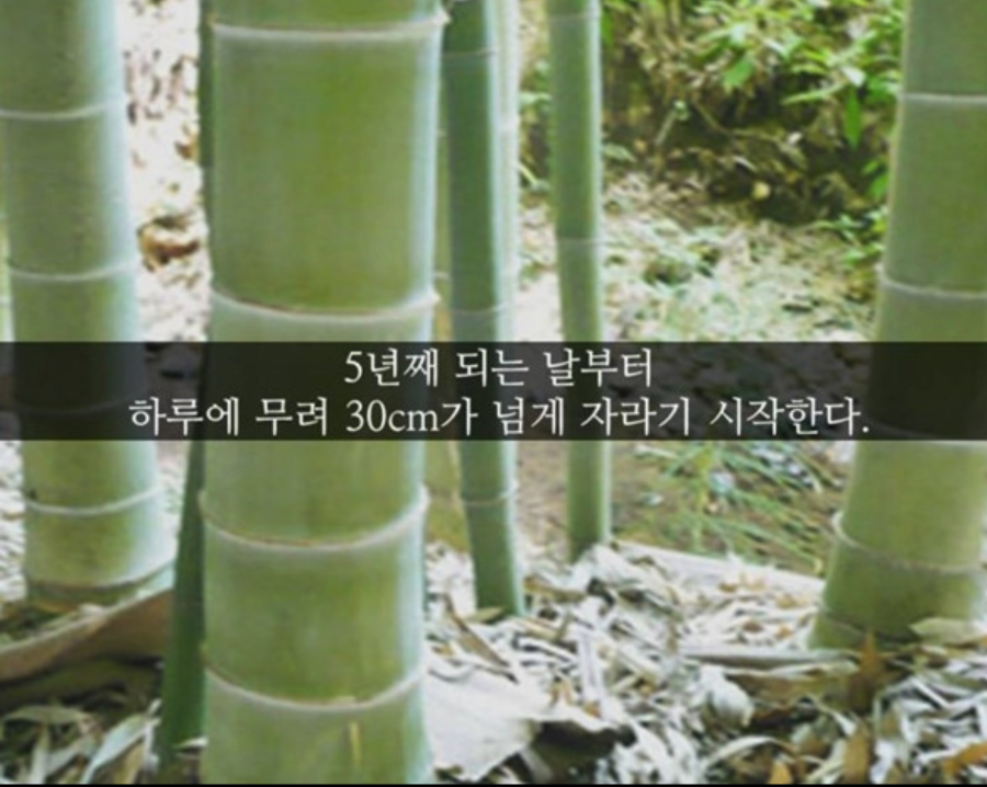 싹난지팡이 이미지