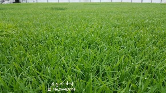 쌀아가씨 이미지
