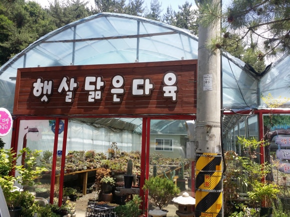햇살닮은다육 이미지