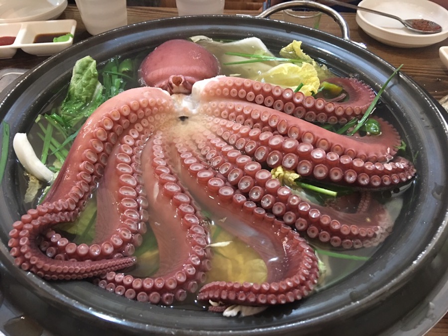 동해문어 이미지