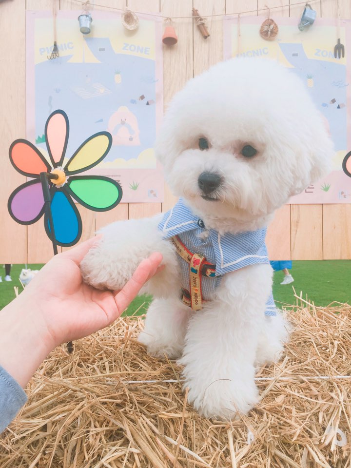 뽀솜이 이미지