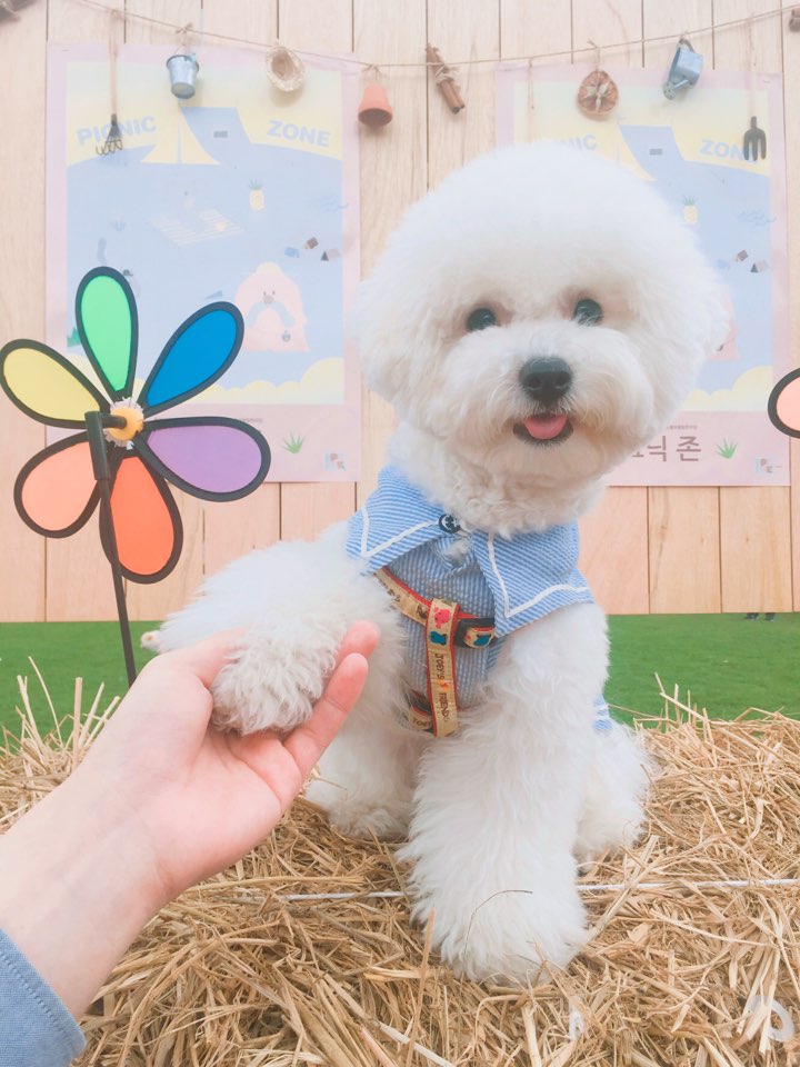 뽀솜이 이미지