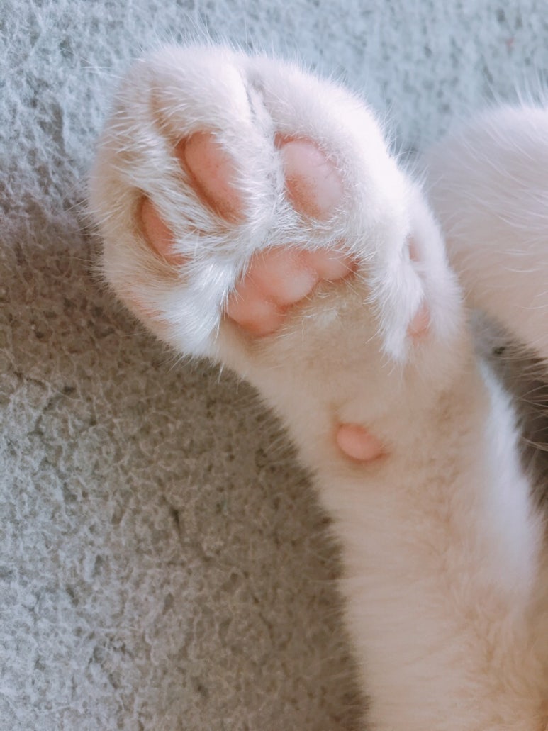 핑크젤리 이미지