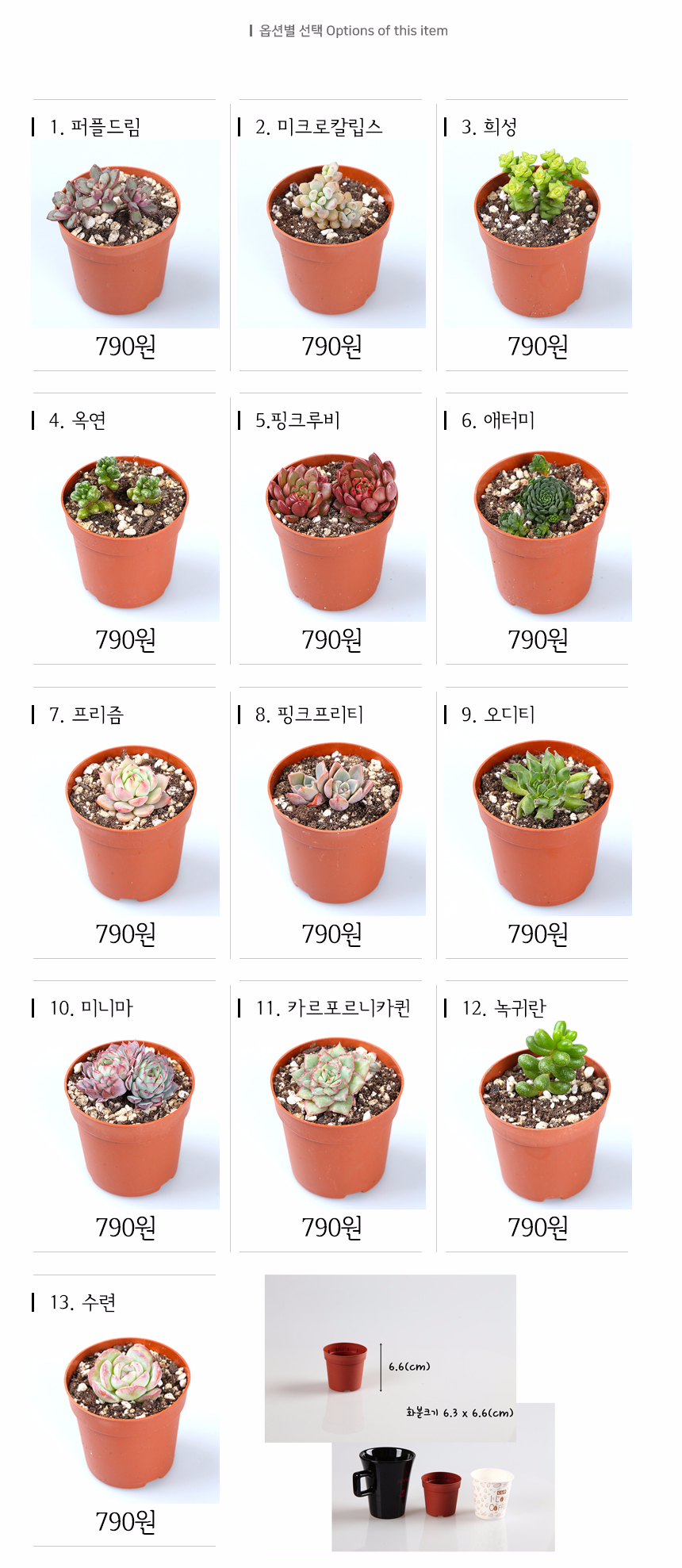 황금다육이와선인장 이미지