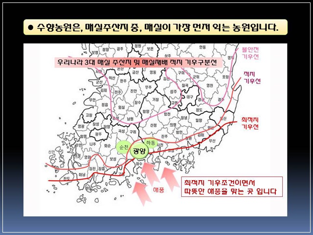 매실농원 이미지