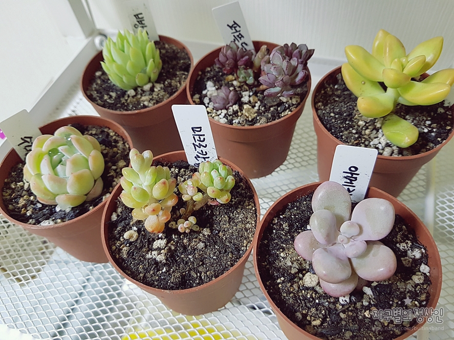 황금다육이와선인장 이미지