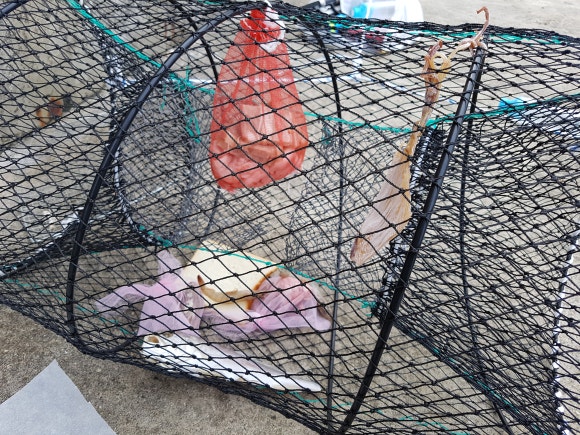 영광머리고기 이미지