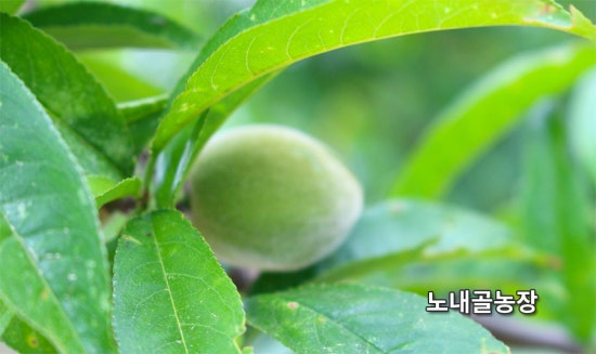 홍천노내골농장 이미지