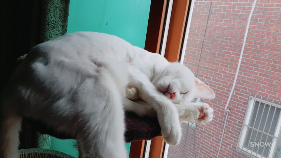 #오드아이 이미지