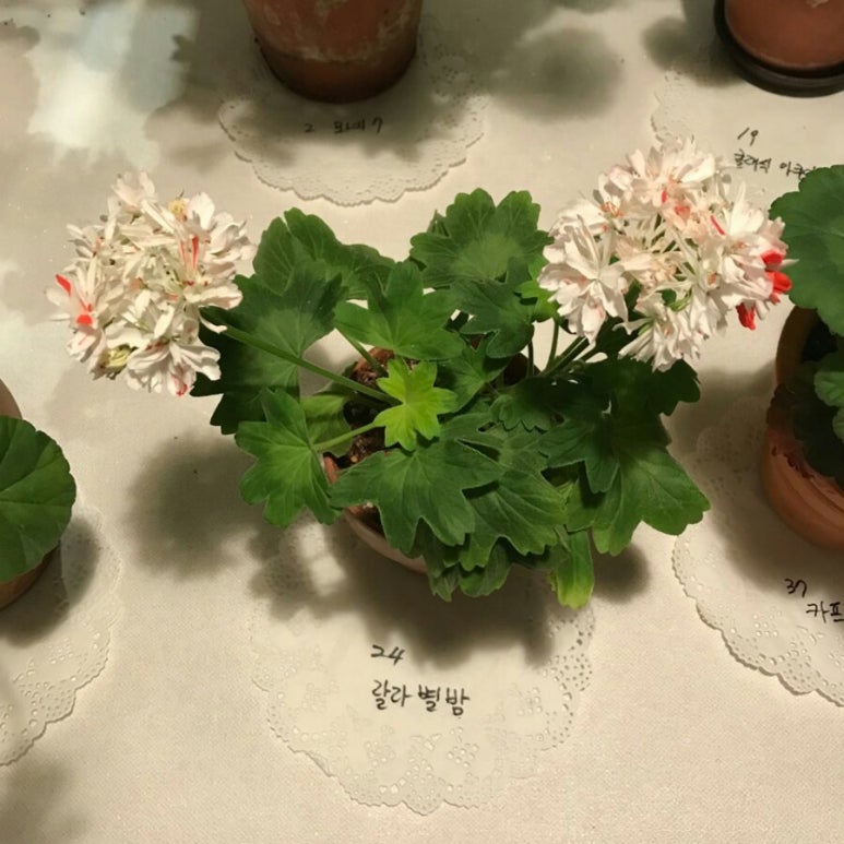 타미나 이미지