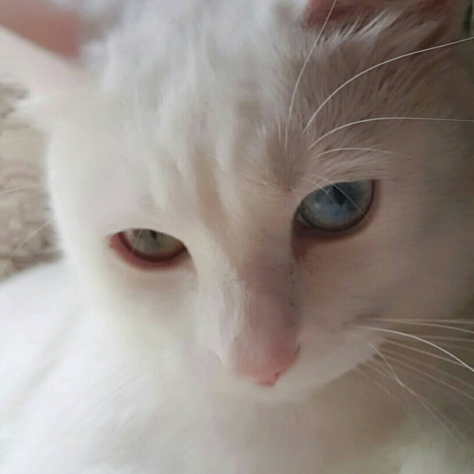 #오드아이 이미지