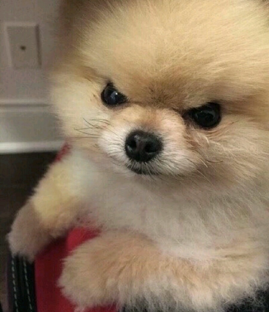 꽃봉이 이미지