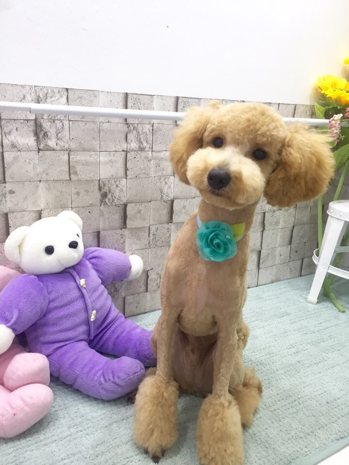 해피독반려견방문교육 이미지