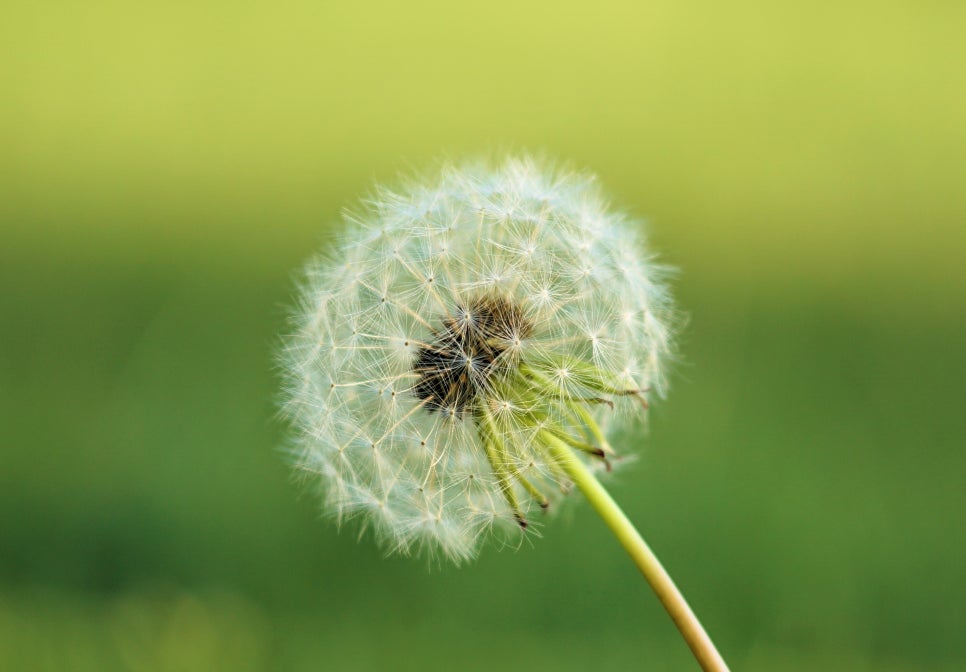 제요 이미지