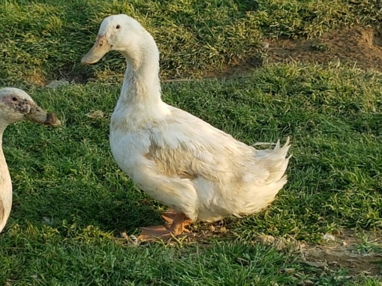 오리나라만세 이미지