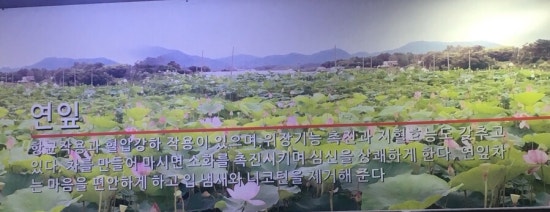 연닢김밥 이미지