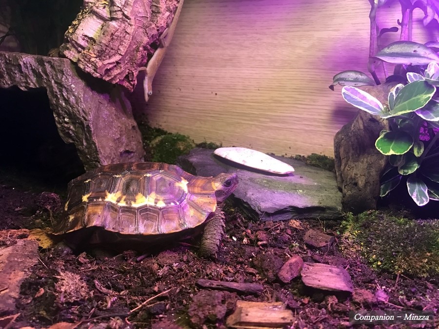 May, 2017 Home's Hinge-back tortoise (Kinixys homeana) 