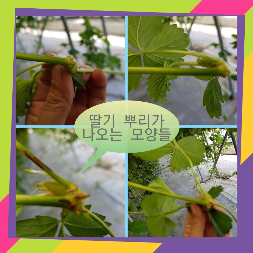 해를 품은 딸기농원 이미지